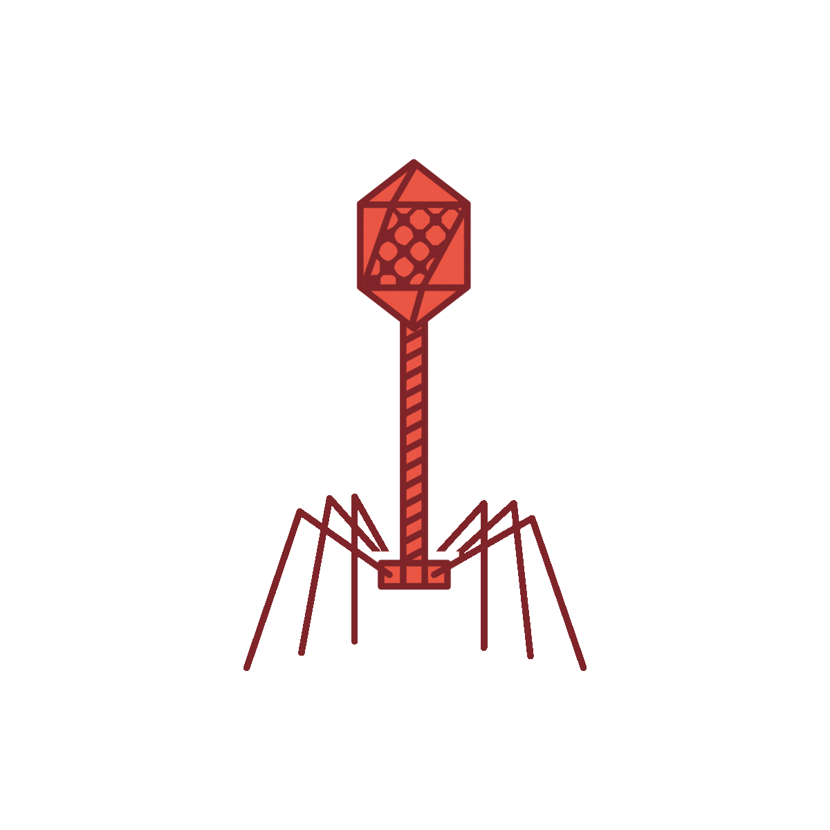 Bacteria-Phage